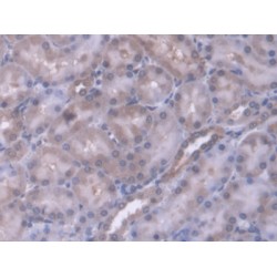 Endoplasmic Reticulum Protein 29 (ERP29) Antibody