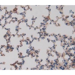 Endoplasmic Reticulum Protein 29 (ERP29) Antibody
