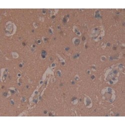 Phosphodiesterase 10A (PDE10A) Antibody