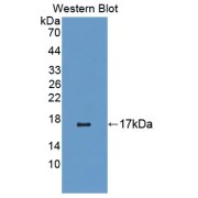 Western blot analysis of the recombinant protein.