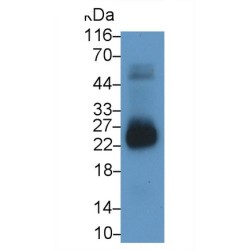 Alpha-S1-Casein (CSN1S1) Antibody