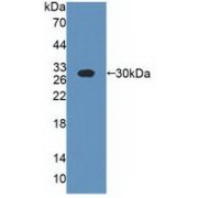 Western blot analysis of recombinant Cow CSN1 using Alpha-S1-Casein (CSN1S1) Antibody.