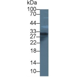 Alpha-S1-Casein (CSN1S1) Antibody