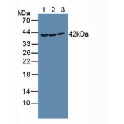 Western blot analysis of (1) Mouse Placenta Tissue, (2) Rat Placenta Tissue and (3) Human K562 Cells.