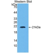 abx130803