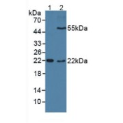 abx130809