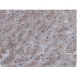 C-Type Lectin Domain Family 4, Member L (CLEC4L) Antibody
