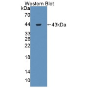 abx130820