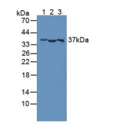 abx130826