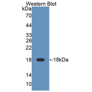abx130827