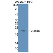 abx130828