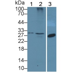 NKG2-D Type II Integral Membrane Protein (KLRK1) Antibody