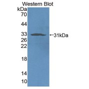 abx130832