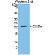 abx130840