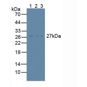 Western blot analysis of (1) Human Lymphocytes Cells, (2) Human U-87MG Cells and (3) Mouse RAW 2647 Cells.