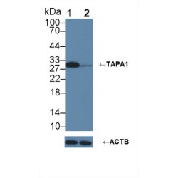 Cluster of Differentiation 81 (CD81) Antibody