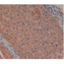 Leukocyte Immunoglobulin Like Receptor Subfamily B, Member 2 (LILRB2) Antibody
