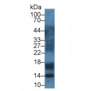 Western blot analysis of Pig Lymph node lysate, using Cow S100A12 Antibody (1 µg/ml) and HRP-conjugated Goat Anti-Rabbit antibody (<a href="https://www.abbexa.com/index.php?route=product/search&amp;search=abx400043" target="_blank">abx400043</a>, 0.2 µg/ml).