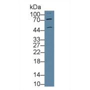Western blot analysis of Mouse Cerebrum lysate, using Human CHRNa3 Antibody (5 µg/ml) and HRP-conjugated Goat Anti-Rabbit antibody (<a href="https://www.abbexa.com/index.php?route=product/search&amp;search=abx400043" target="_blank">abx400043</a>, 0.2 µg/ml).