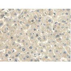 Calmodulin-Like Protein 3 (CAML3) Antibody