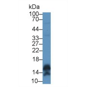 Western blot analysis of Human A431 cell lysate, using Human CaML5 Antibody (1 µg/ml) and HRP-conjugated Goat Anti-Rabbit antibody (<a href="https://www.abbexa.com/index.php?route=product/search&amp;search=abx400043" target="_blank">abx400043</a>, 0.2 µg/ml).