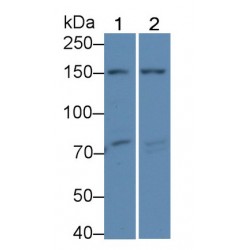 Collagen Type IV Alpha 4 (COL4A4) Antibody