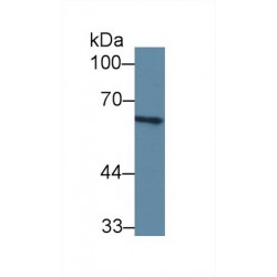 Complement Component 8a (C8a) Antibody