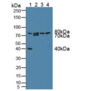 Western blot analysis of (1) Mouse Kidney Tissue, (2) Mouse Heart Tissue, (3) Mouse Placenta Tissue and (4) Mouse Intestine Tissue.