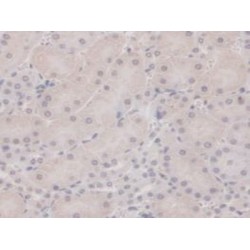 G-Elongation Factor, Mitochondrial 1 (GFM1) Antibody