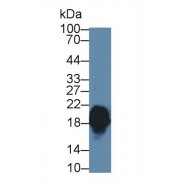 Western blot analysis of Mouse Cerebrum lysate, using Human CPLX1 Antibody (1 µg/ml) and HRP-conjugated Goat Anti-Rabbit antibody (<a href="https://www.abbexa.com/index.php?route=product/search&amp;search=abx400043" target="_blank">abx400043</a>, 0.2 µg/ml).