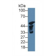 Western blot analysis of Rat Testis lysate, using Mouse S17aH Antibody (1 µg/ml) and HRP-conjugated Goat Anti-Rabbit antibody (<a href="https://www.abbexa.com/index.php?route=product/search&amp;search=abx400043" target="_blank">abx400043</a>, 0.2 µg/ml).