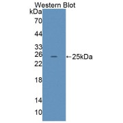 abx130942
