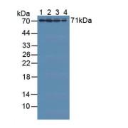 Western blot analysis of (1) Porcine Liver Tissue, (2) Porcine Kidney Tissue, (3) Human HeLa cells and (4) Human 293T Cells.