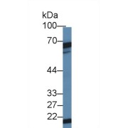 Western blot analysis of Mouse Testis lysate, using Mouse DKC Antibody (1 µg/ml) and HRP-conjugated Goat Anti-Rabbit antibody (<a href="https://www.abbexa.com/index.php?route=product/search&amp;search=abx400043" target="_blank">abx400043</a>, 0.2 µg/ml).