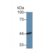 Western blot analysis of Human HeLa cell lysate, using Mouse ACAA2 Antibody (1 µg/ml) and HRP-conjugated Goat Anti-Rabbit antibody (<a href="https://www.abbexa.com/index.php?route=product/search&amp;search=abx400043" target="_blank">abx400043</a>, 0.2 µg/ml).