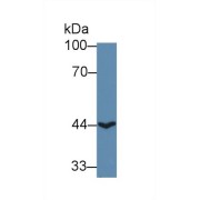Western blot analysis of Human HepG2 cell lysate, using Human ACAA2 Antibody (1 µg/ml) and HRP-conjugated Goat Anti-Rabbit antibody (<a href="https://www.abbexa.com/index.php?route=product/search&amp;search=abx400043" target="_blank">abx400043</a>, 0.2 µg/ml).