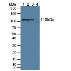 Exportin 1 (XPO1) Antibody