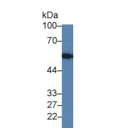 Western blot analysis of Human HeLa cell lysate, using Human LMAN1 Antibody (1 µg/ml) and HRP-conjugated Goat Anti-Rabbit antibody (<a href="https://www.abbexa.com/index.php?route=product/search&amp;search=abx400043" target="_blank">abx400043</a>, 0.2 µg/ml).
