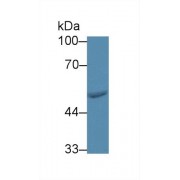 Western blot analysis of Human HeLa cell lysate, using Rat FARS2 Antibody (3 µg/ml) and HRP-conjugated Goat Anti-Rabbit antibody (<a href="https://www.abbexa.com/index.php?route=product/search&amp;search=abx400043" target="_blank">abx400043</a>, 0.2 µg/ml).