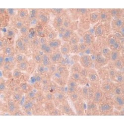 Fibrosin (FBRS) Antibody