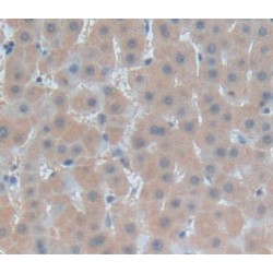 Fibrosin (FBRS) Antibody