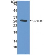 Western blot analysis of recombinant Mouse EMILIN2.