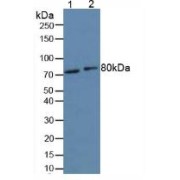 Western blot analysis of (1) Human HeLa cells and (2) Mouse Liver Tissue.