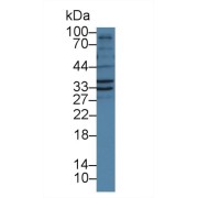 Western blot analysis of Pig Liver lysate, using Human FSTL1 Antibody (1 µg/ml) and HRP-conjugated Goat Anti-Rabbit antibody (<a href="https://www.abbexa.com/index.php?route=product/search&amp;search=abx400043" target="_blank">abx400043</a>, 0.2 µg/ml).