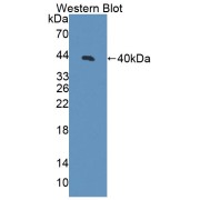 Western blot analysis of the recombinant protein.