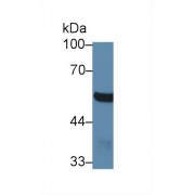 Western blot analysis of Mouse Cerebrum lysate, using Mouse ABAT Antibody (1 µg/ml) and HRP-conjugated Goat Anti-Rabbit antibody (<a href="https://www.abbexa.com/index.php?route=product/search&amp;search=abx400043" target="_blank">abx400043</a>, 0.2 µg/ml).