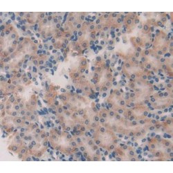 Glial Cell Line Derived Neurotrophic Factor Receptor Alpha 2 (GFRa2) Antibody