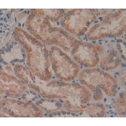 Glial Cell Line Derived Neurotrophic Factor Receptor Alpha 2 (GFRa2) Antibody