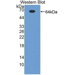 Geminin (GMNN) Antibody