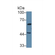 abx131084